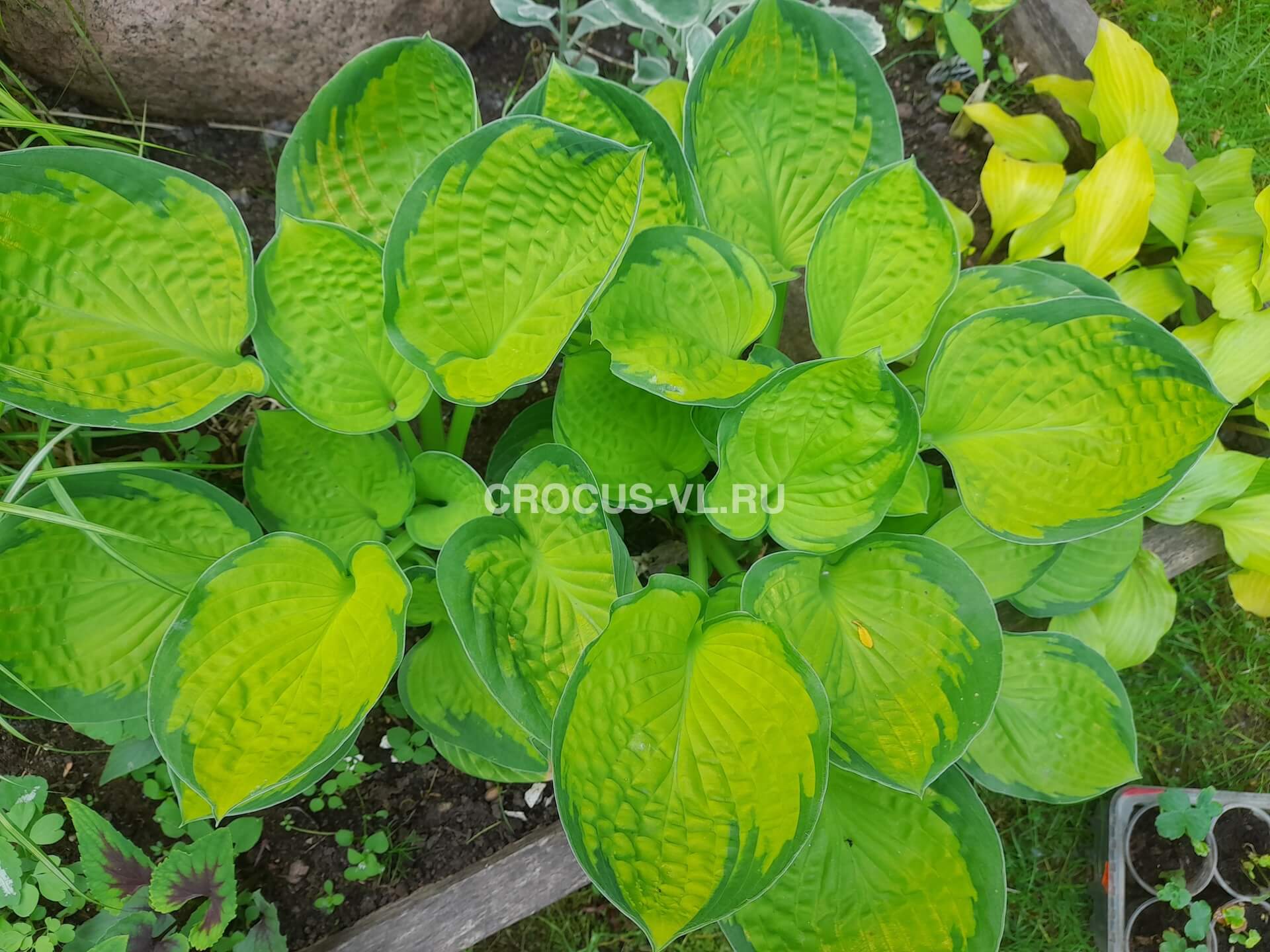 Хоста гибридная «Rainforest Sunrise» Хоста гибридная «Rainforest Sunrise»